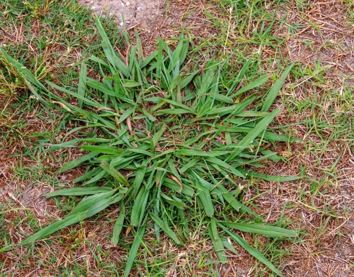 Common lawn weeds in oklahoma