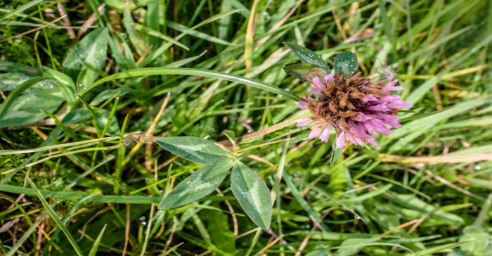 Weeds broadleaf weed