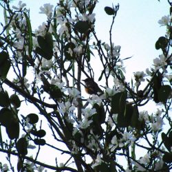 An aged thrush frail gaunt and small