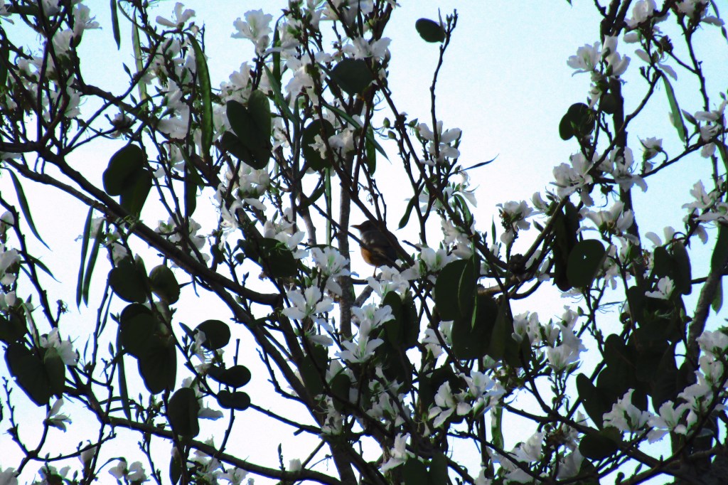 An aged thrush frail gaunt and small