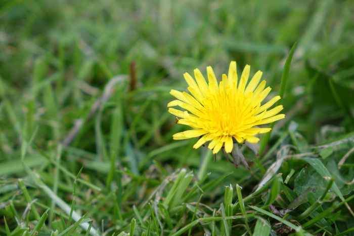 Oklahoma weeds pesky identify anyone help these live some