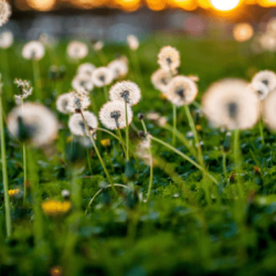 Common lawn weeds in oklahoma