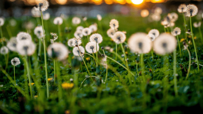 Common lawn weeds in oklahoma