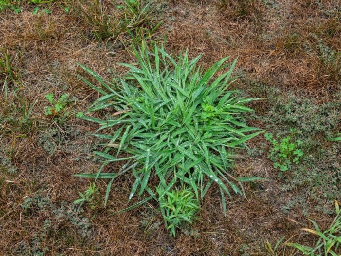 Weeds crabgrass grass weed grassy look lawn common crab most plants seed wild rid oklahoma edible summer lawns garden roots