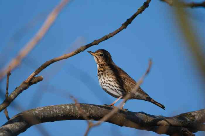 An aged thrush frail gaunt and small