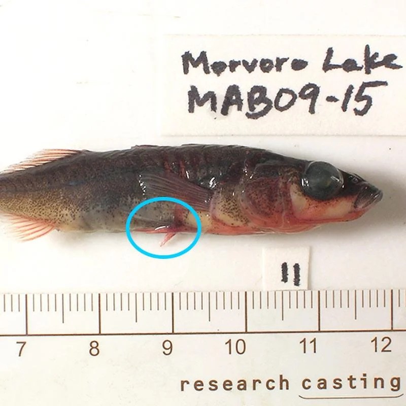 Making of the fittest evolution of the stickleback fish