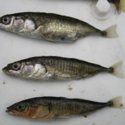 Making of the fittest evolution of the stickleback fish