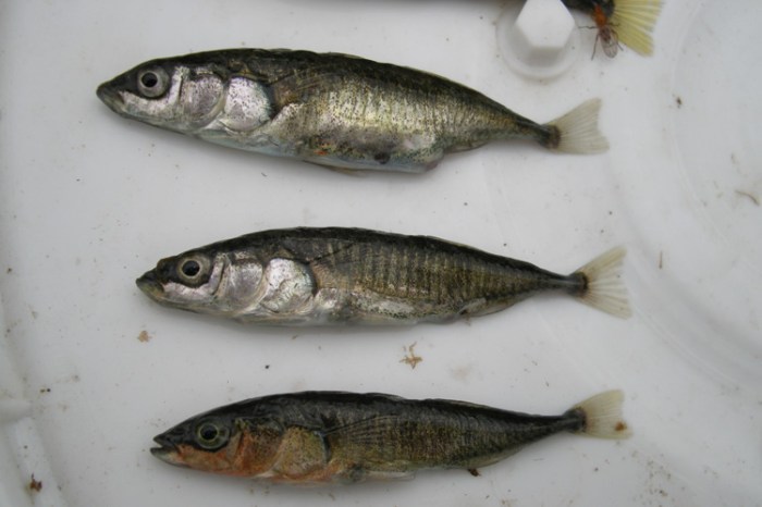 Making of the fittest evolution of the stickleback fish